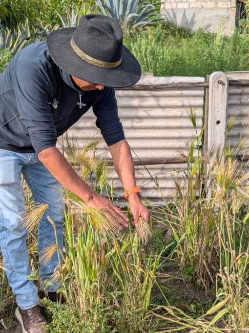 Freddy pulls a dry head of barley from its stalk.