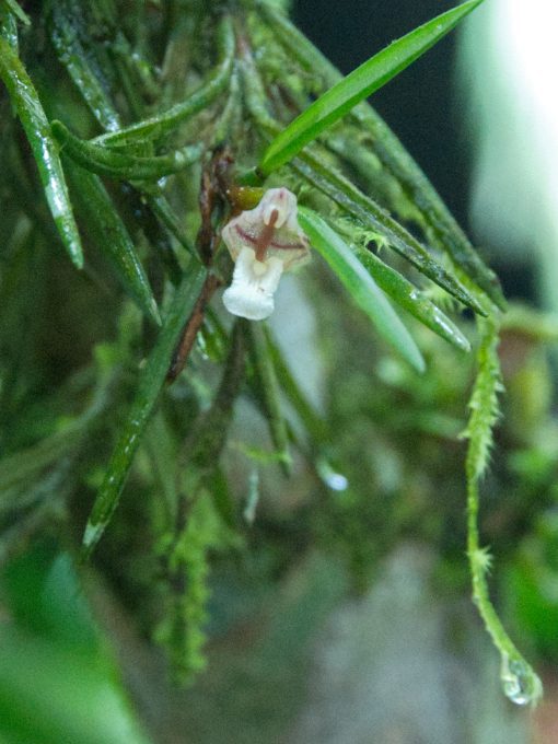A miniature white orchid with burgandy stripe likely from the genus Pleurothallis or Stelis