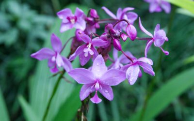 A Botanical Garden Full of Orchids in Misahualli, Rio Napo