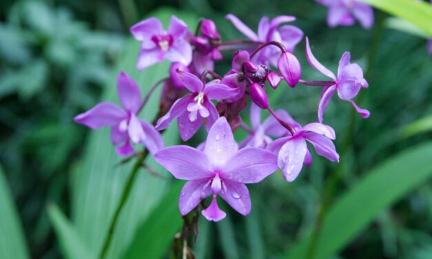 A Botanical Garden Full of Orchids in Misahualli, Rio Napo