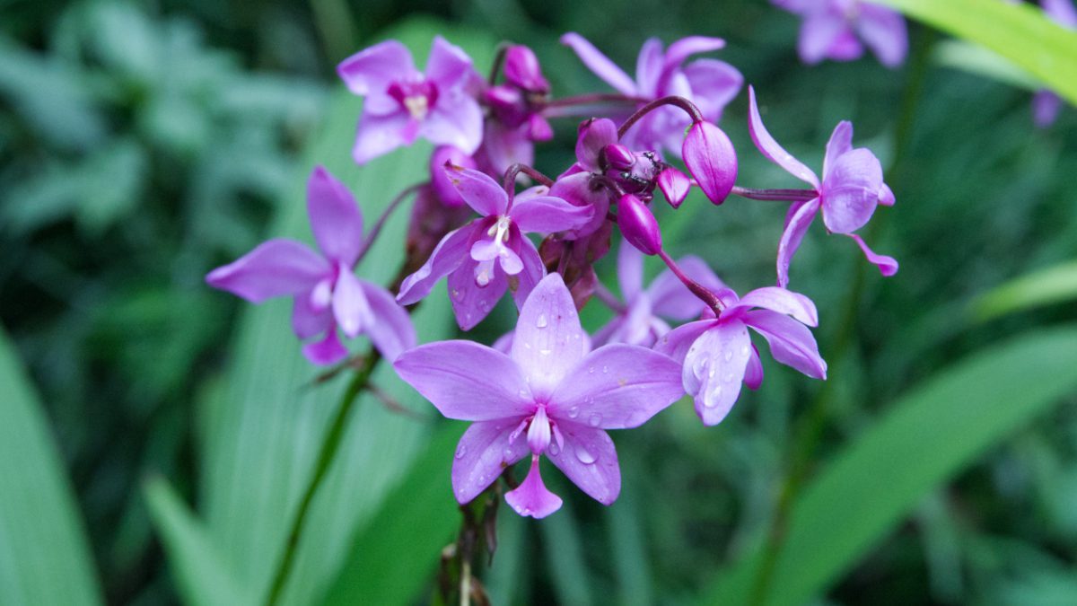 A ground orchid of the Splagottis genus is likely a non-native naturalized specimen in Ecuador