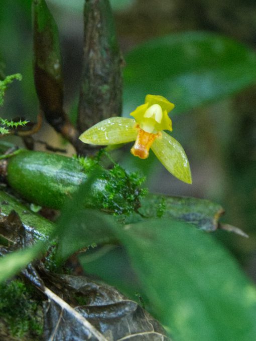 Miniature Orchid, genus Pleurothallis or Stelis Yellow orchid with orange lip likely from the Pleurothallis genus.
