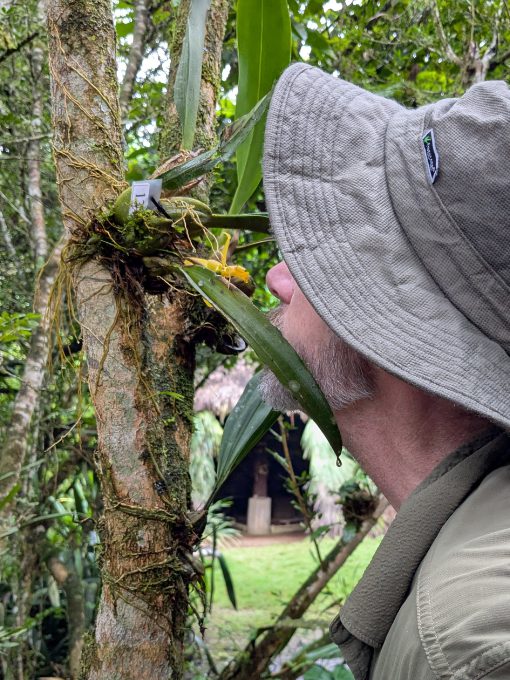 Scott leans in to smell the amazing aroma of a golden yellow Maxillaria orchid.