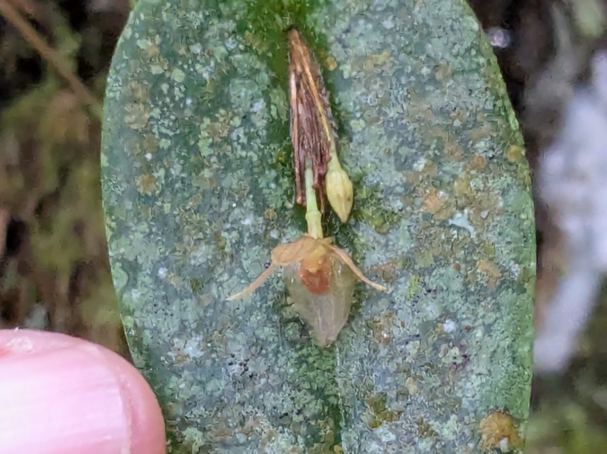 A near transparent petaled orchid in pale browns hangs from a single stem coming from a single leaf.