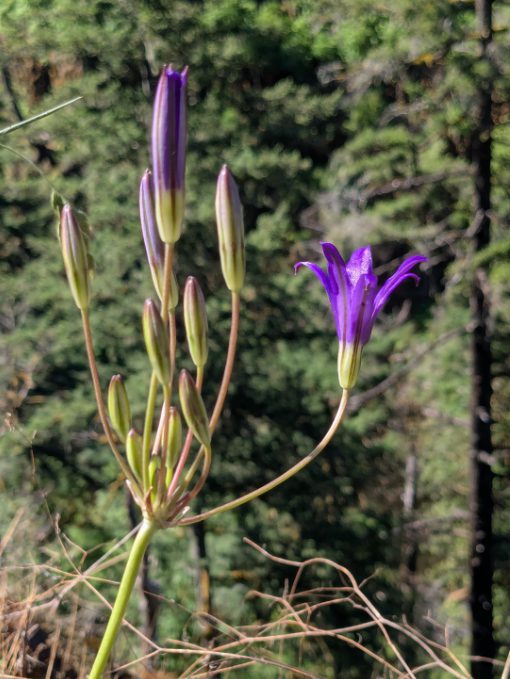 Crown Brodiaea | ©Angela Drake A single, royal purple flower is open on the Crown Brodiaea