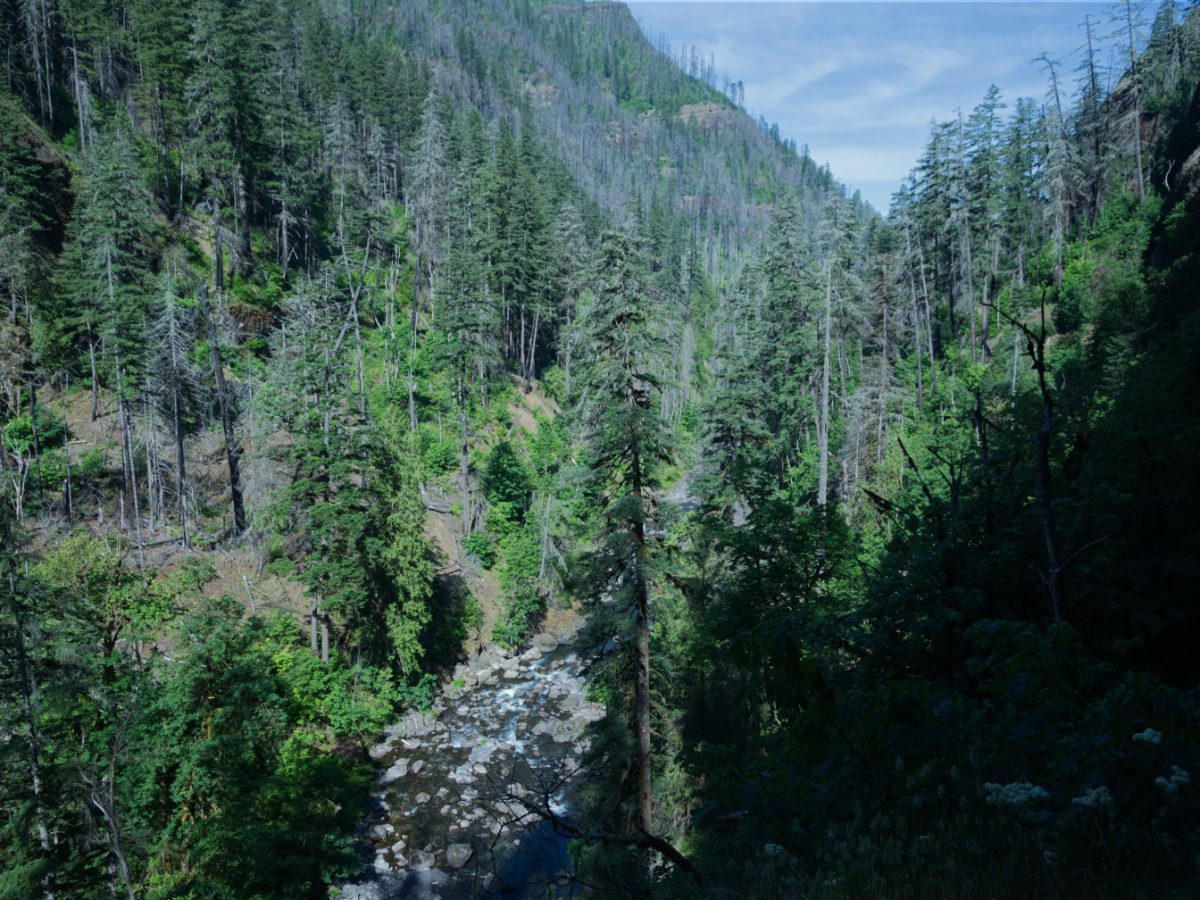 The forest covered hills of the Eagle Creek Trail still show damage from the 2017 fire.