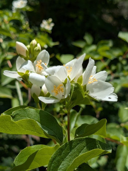 Several white flowers with yellow stamens on a Lewis's Mock Orange.