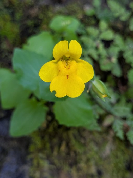 A single blossom of a bright yellow Monkey Flower.