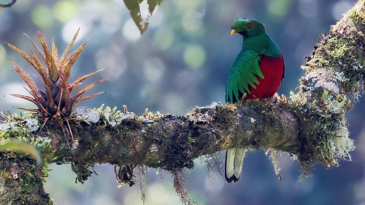Birding & Photography in Ecuador: West, East Slopes and/or Amazon