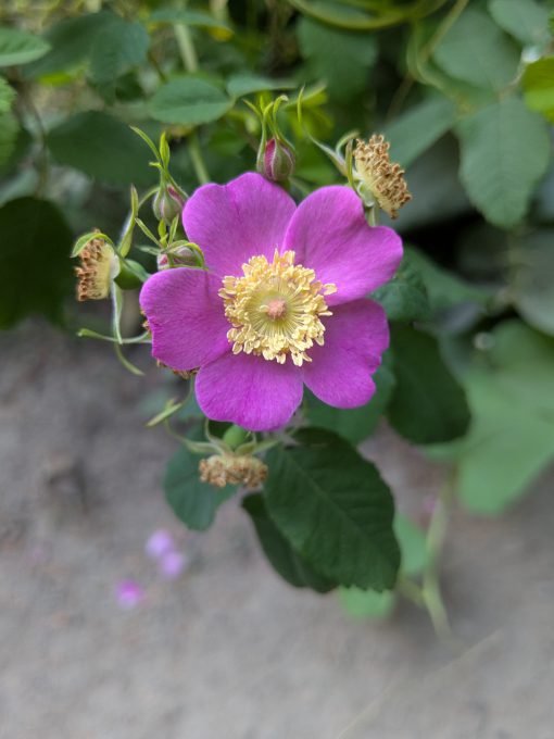 A wild rose, with five geranium pink petals and a pale yellow center.