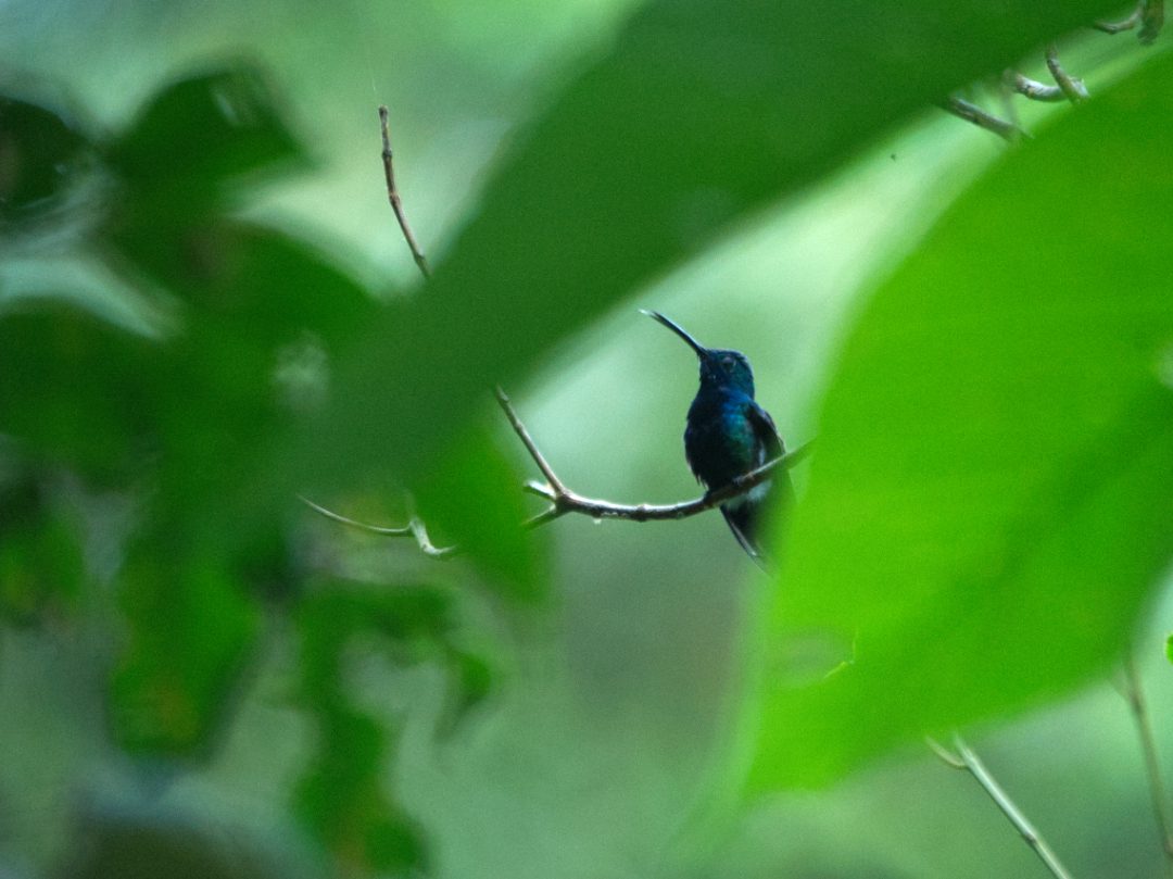 Black-throated Mango | ©Angela Drake A Black-throated Mango hummingbird plays peek-a-boo between green leaves.