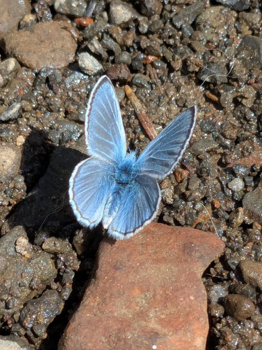 Silvery Blue Butterfly Silvery Blue Butterfly on a gravel beach along Eagle Creek.