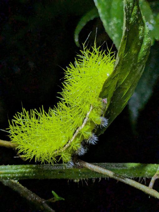 A neon yellow-green caterpillar is looks like a kind of spiky plant.