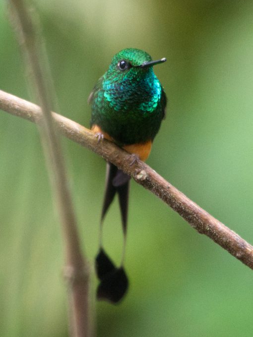 Peruvian Racket-tail perches on a branch.