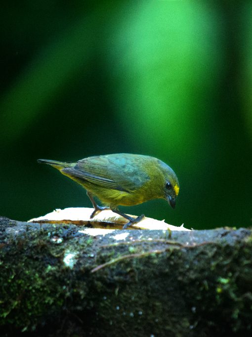 A Bronze-green Euphonia picks at a plantain at the Rio Quijos Ecolodge feeders.