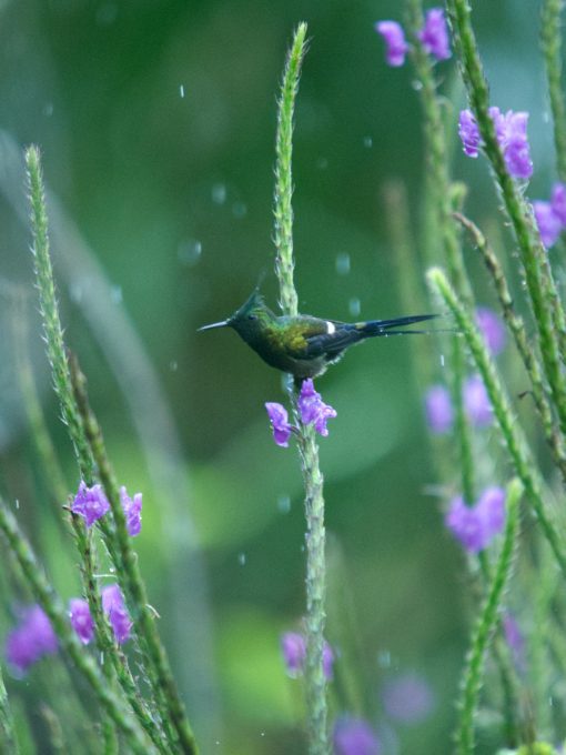 A Wire-crested Thorntail perches on a thin stem of verbena