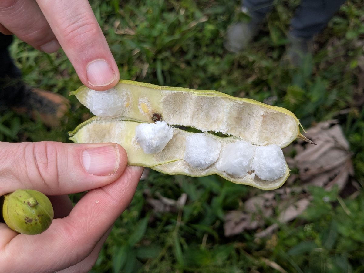 Seed pod of the Amazonian guaba (ice-cream bean), split open to reveal its sweet, cottony pulp. Open guaba pod (ice-cream bean) showing white cottony pulp around black seeds, Ecuadorian Amazon fruit.