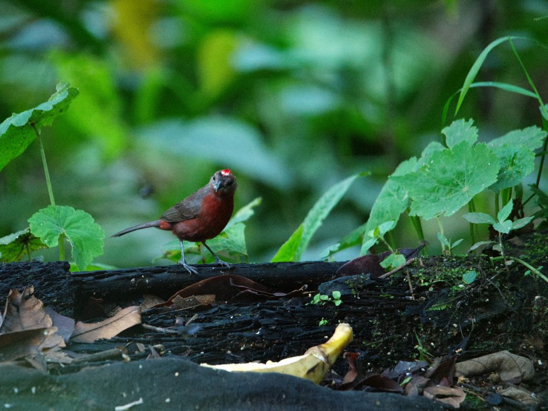 Red-crested Finch | ©Angela Drake A Red-crested Finch with its iridescent crown perches on a log