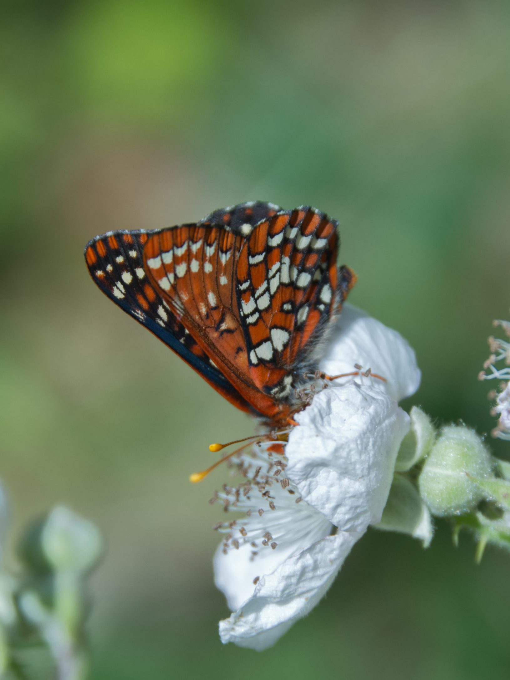 Snowberry Checkerspot (Euphydryas colon) on a wild blackberry flower.