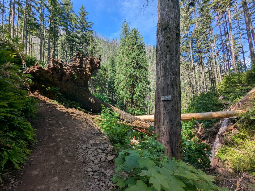 A Fallen Tree at Sorenson Creek A fallen tree appears to block the trail along Eagle Creek