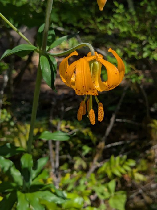 A brilliant orange tiger lily hanging down, it's stamens heavy with pollen