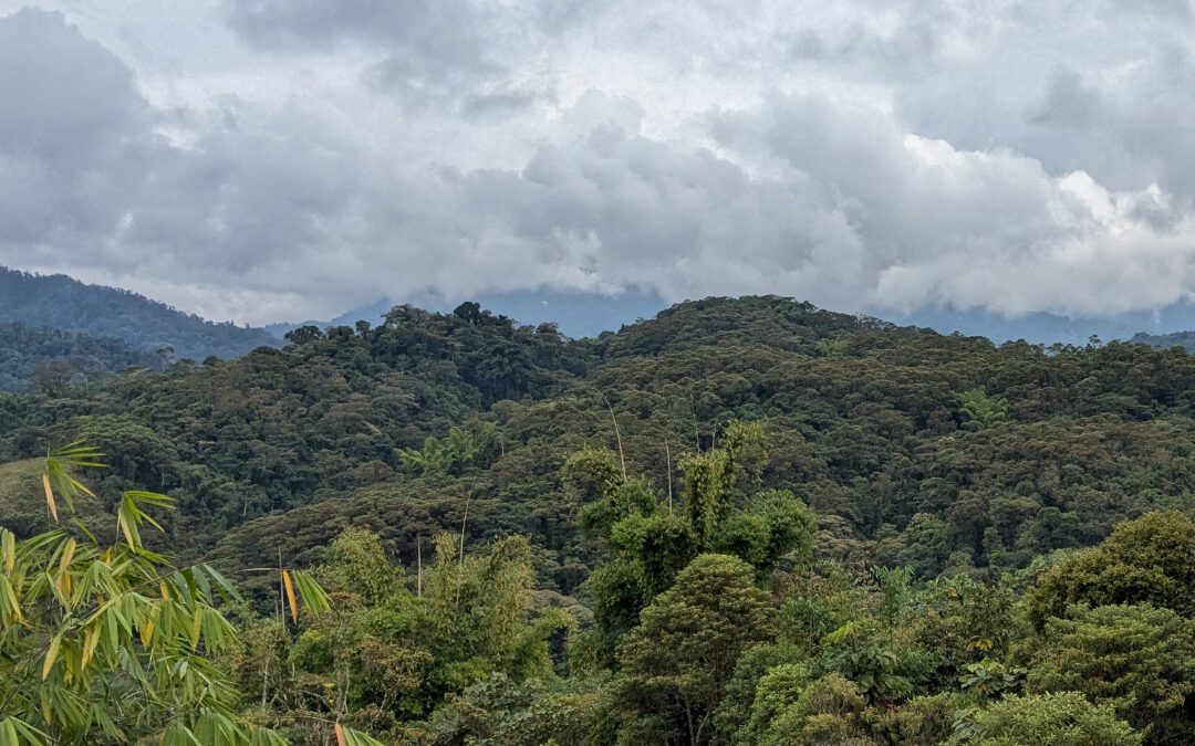 Wayra Reserve: Rewilding near the Guacamayos Ridge