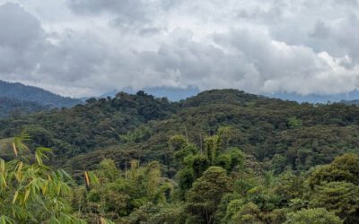 Wayra Reserve: Rewilding near the Guacamayos Ridge