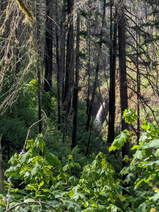 A hard to see waterfall appears downslope between the burned out trees and newly green undergrowth.