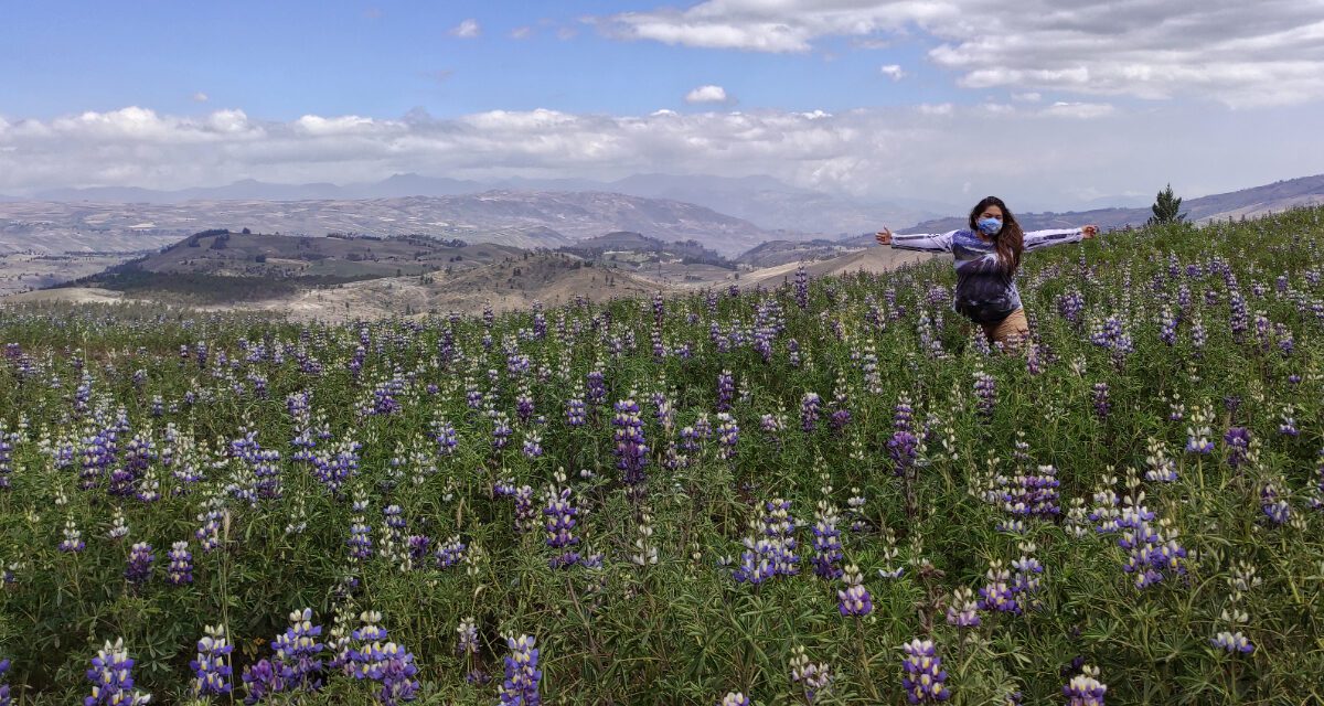 Chocho o Tarwi: El Tesoro Andino Que Merece Brillar