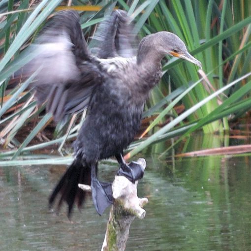 Neotropic Cormorant, photo taken with AX Visio Smart Binoculars. Neotropic Cormorant, photo taken with AX Visio Smart Binoculars.