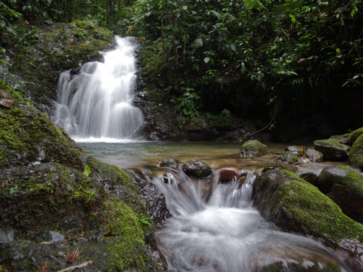 Cascading water creates pools in the cloud forests of Mashpi Amagusa, Ecuador