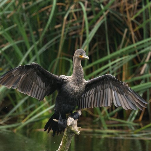 Neotropical Cormorant, photo taken with OM-1 Mirrorless and 400mm lens. Neotropical Cormorant, photo taken with OM-1 Mirrorless and 400mm lens.