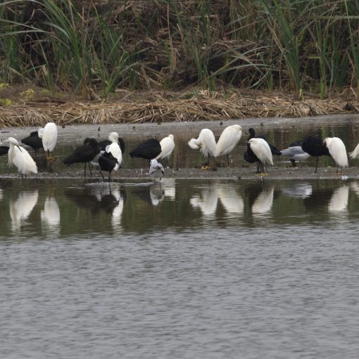 Snowy Egret and Puna Ibis, photo taken with OM-1 Mirrorless and 400mm lens. Snowy Egret and Puna Ibis, photo taken with OM-1 Mirrorless and 400mm lens.
