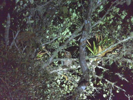 Rufous-banded Owl, photo taken with AX Visio Smart Binoculars. Rufous-banded Owl, photo taken with AX Visio Smart Binoculars.