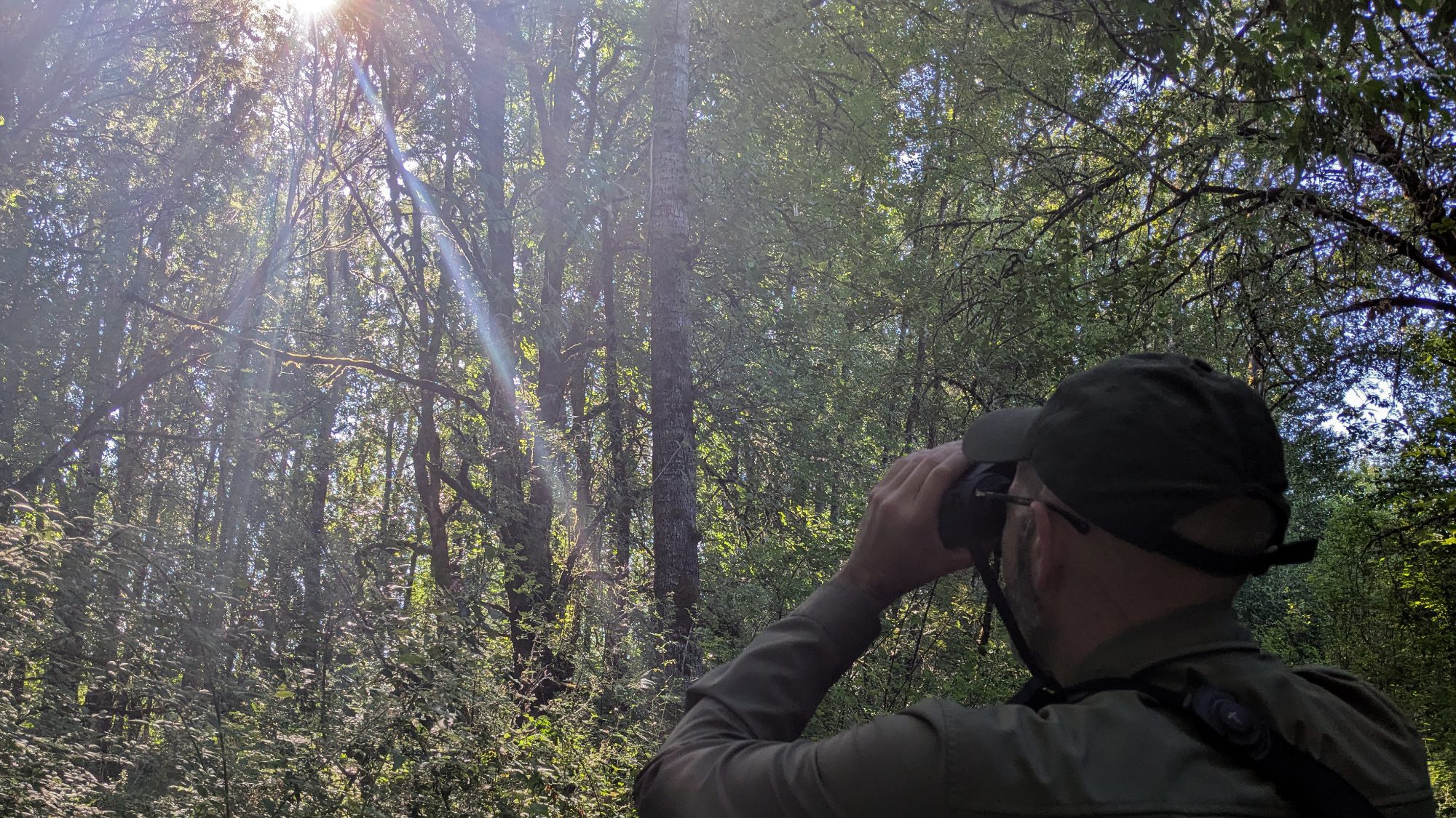 A person looks through a pair of Swarovski AX Visio Smart Binoculars into a forest with sunlight filtering through the tall trees.