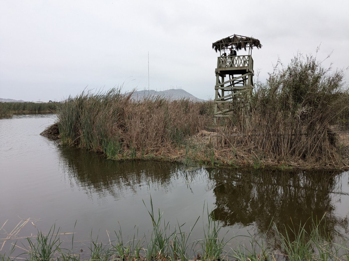 Wetlands in Lima, Peru Checking out the birds from a viewing stand at the Humedal Pantanos de Villa in Lima, Peru