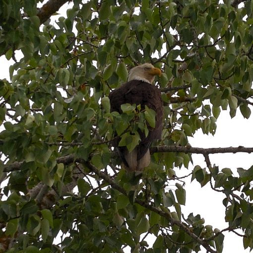 Bald Eagle, photo taken with AX Visio Smart Binoculars. Bald Eagle perched in tree, photo taken with AX Visio Smart Binoculars.