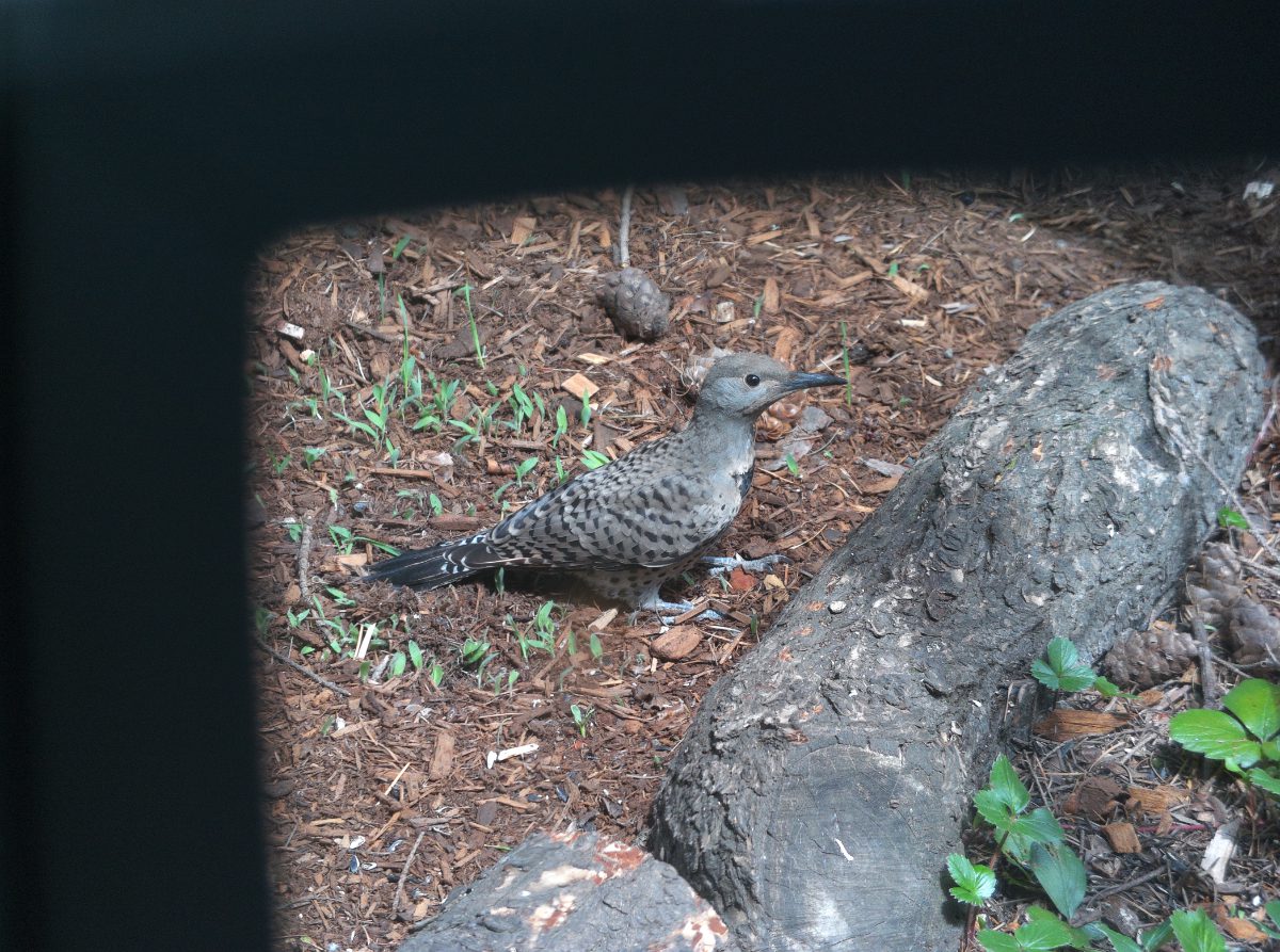 Northern Flicker, photo taken with AX Visio Smart Binoculars. Northern Flicker, photo taken with AX Visio Smart Binoculars.