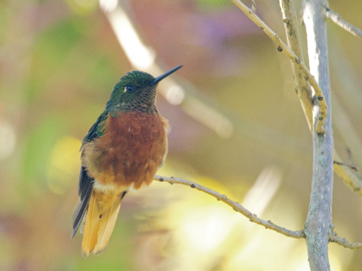 A Chestnut-breasted Coronet hummingbird perched on a branch; Leymebamba, Peru