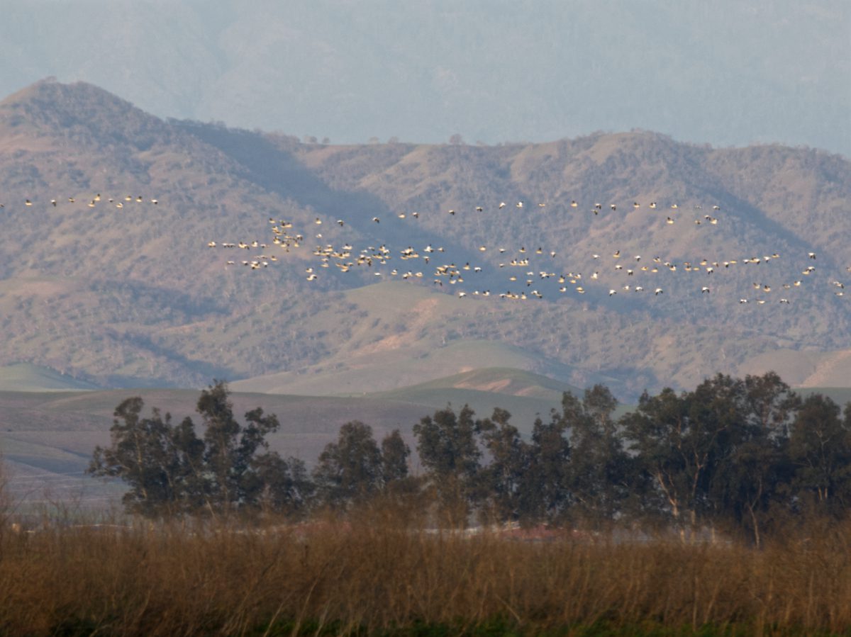 Lines of Snow Geese pass in front of the golden hills in Northern California.