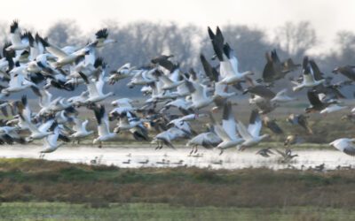 Chasing Snow Geese: Sacramento National Wildlife Refuge