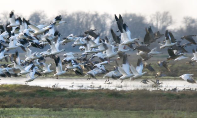 Chasing Snow Geese: Sacramento National Wildlife Refuge