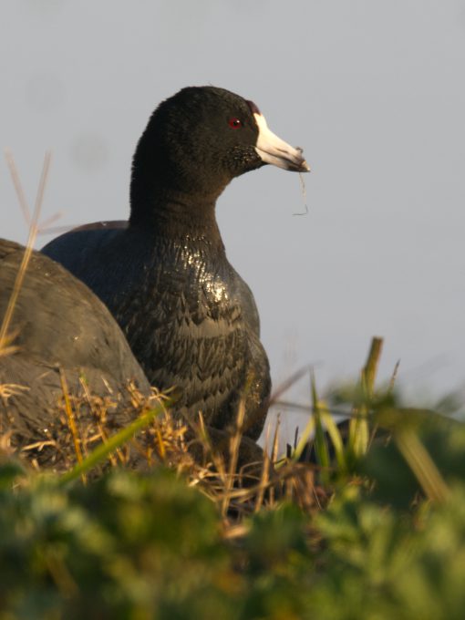 A close-up on an American Coot standing on grass, its head, red eye, and white beak prominent.