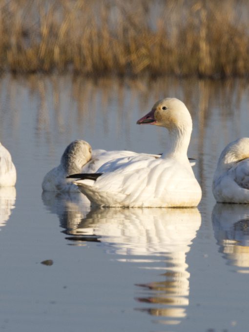 A Snow Goose floats on a lake, reflected perfectly in the shallow water