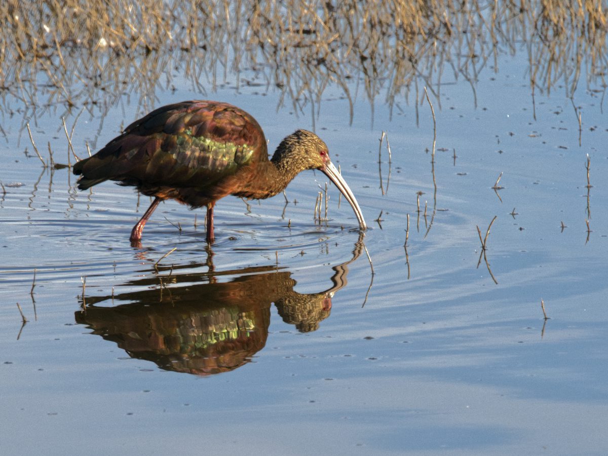 A White-faced Ibis feeds in a shallow pond.