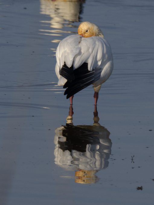 A Snow Goose rests its head by turning and laying it between its wings, while standing in shallow water, its form reflected as if in a mirror.