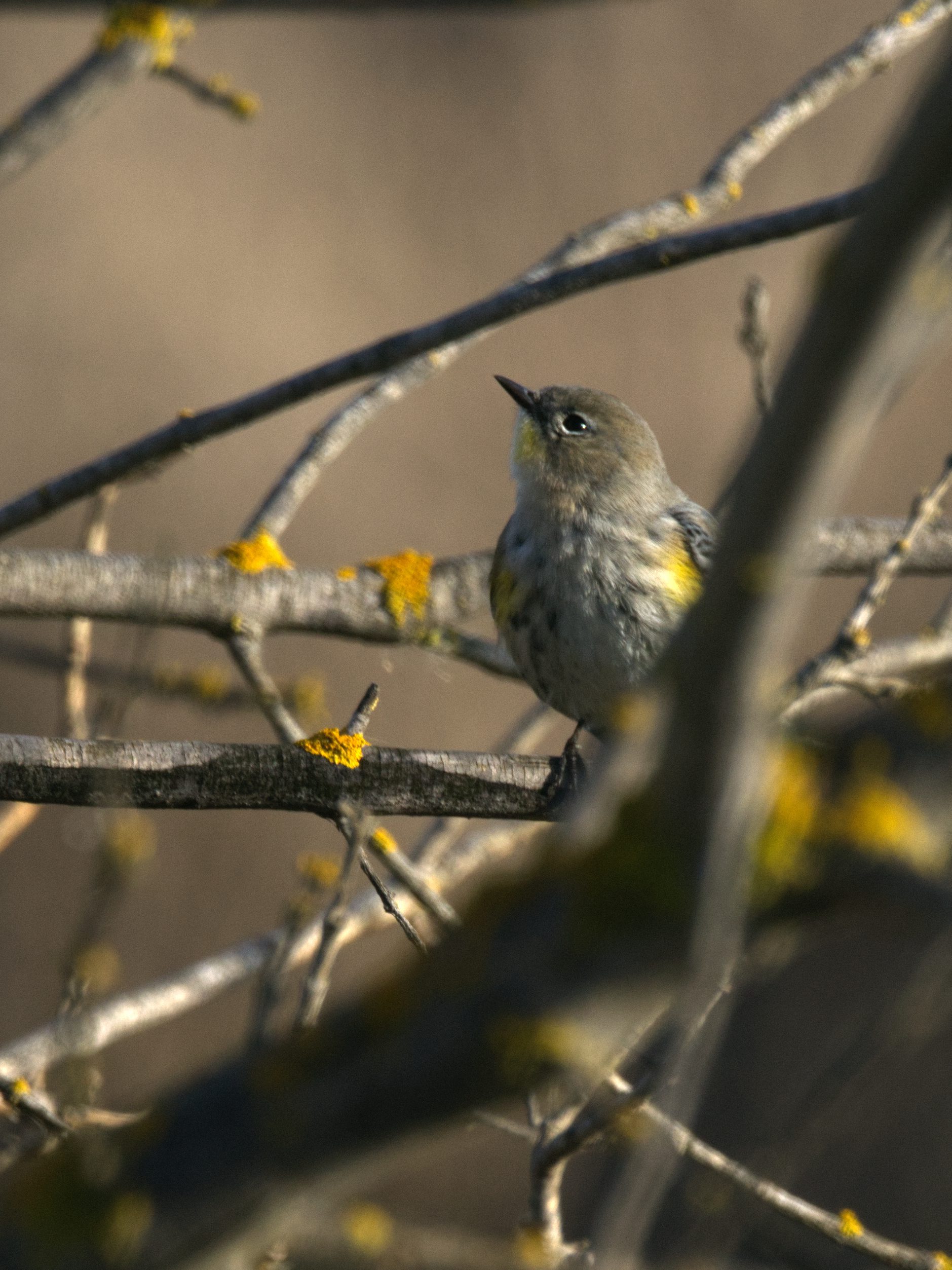 Light reflects of the tiny eye of a Yellow-rumped Warbler perched among dry branches.