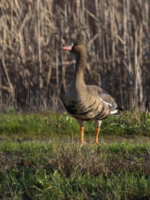 A Greater White-fronted Goose stands on open grass.