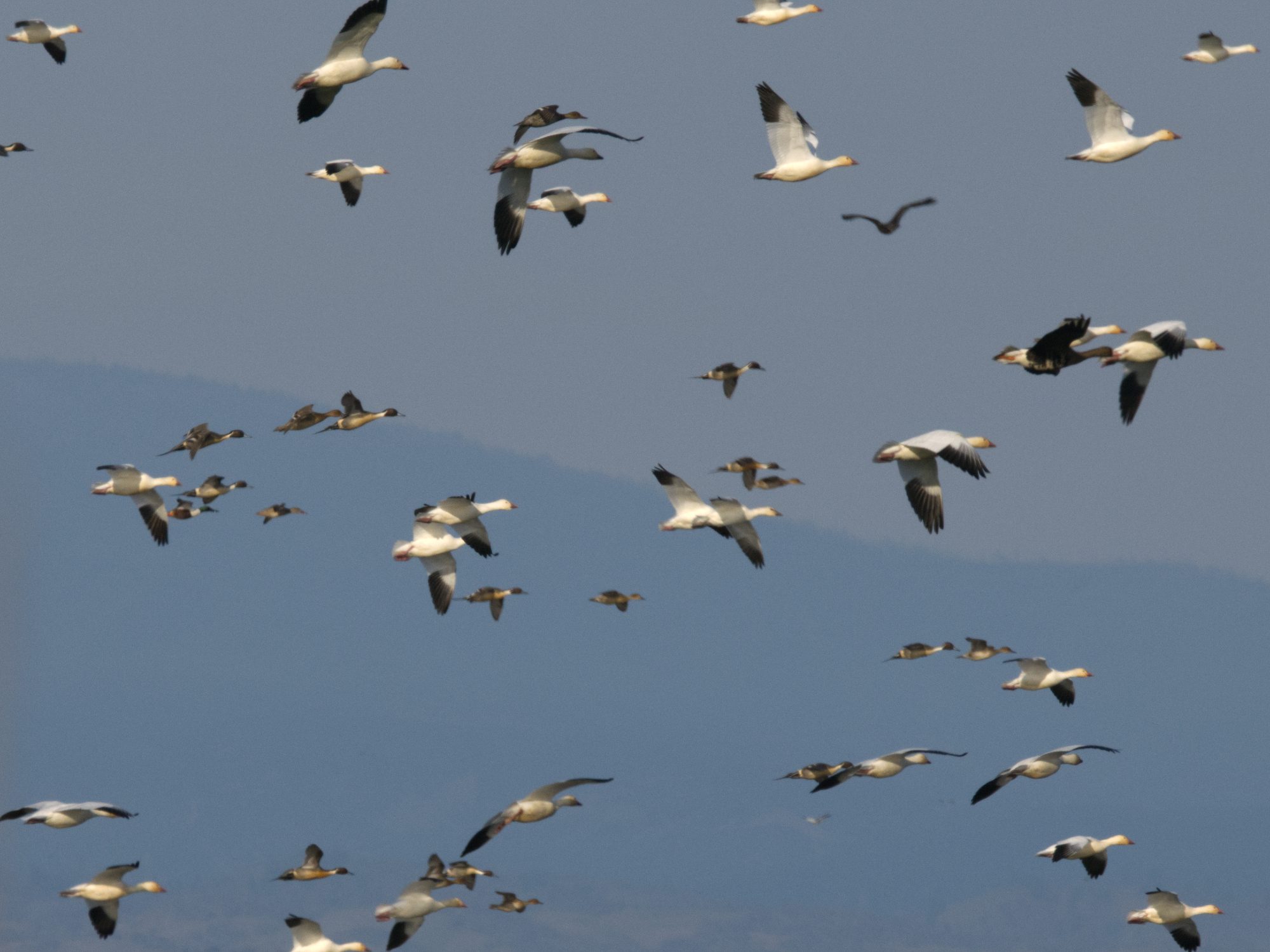 Snow Geese take flight at the Sacramento NWR