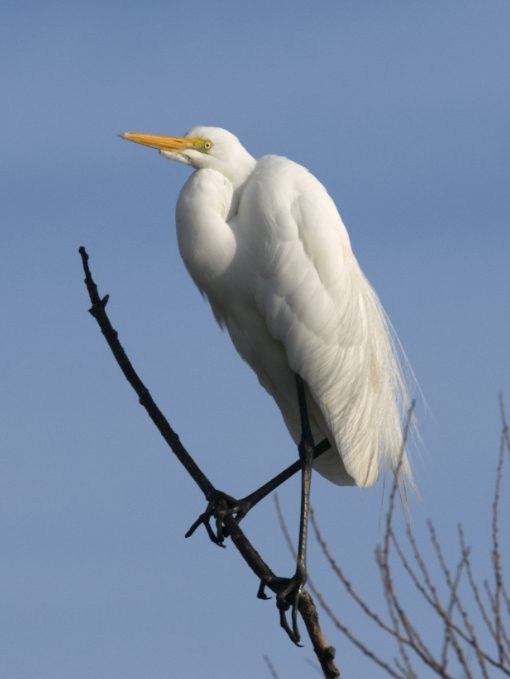 A Great Egret perched up high stands proud in full sunlight, its pale eye and yellow beak easy to see.